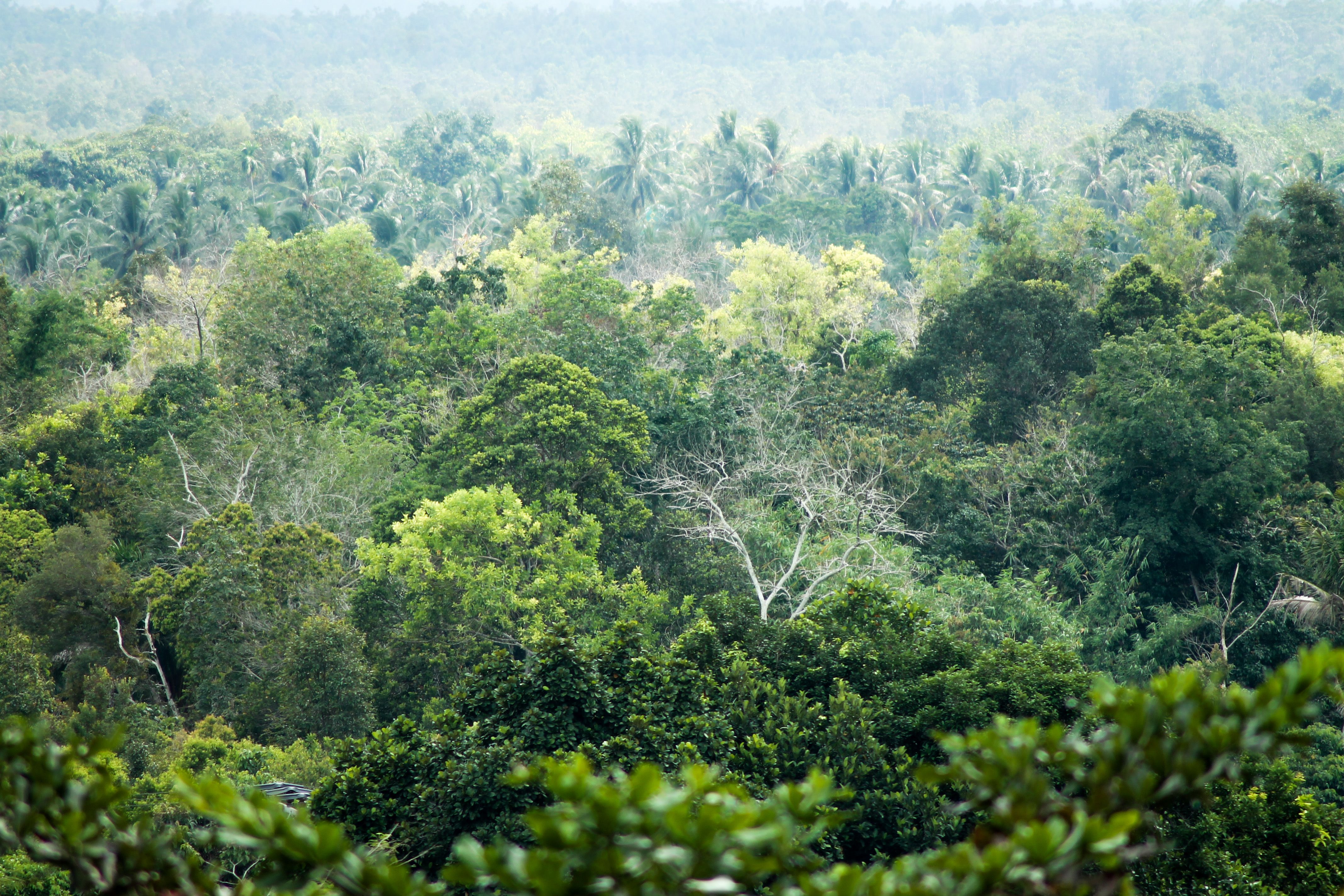 Lush tropical forest in Borneo showcasing the region's biodiversity